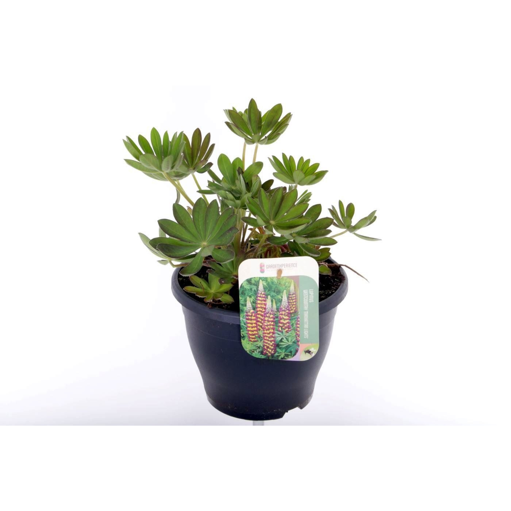 Lupinus W. Country Manhattan Lights.