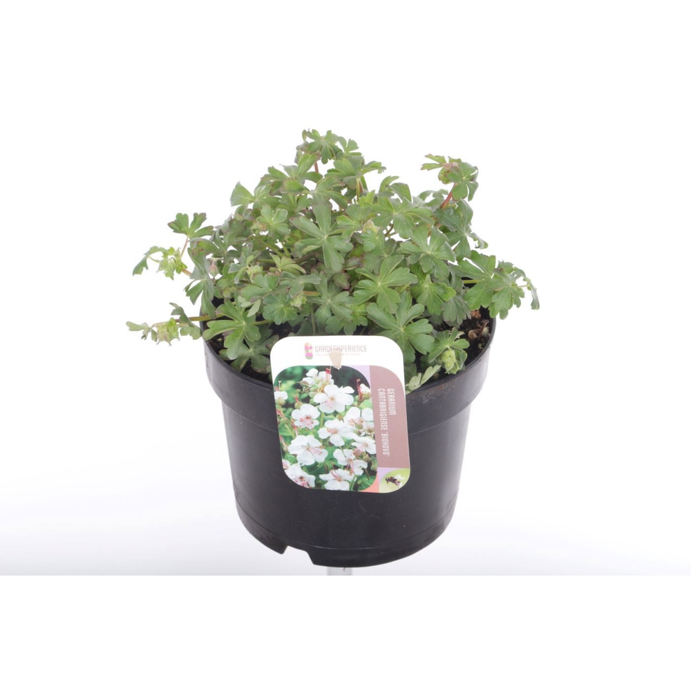 Geranium cant. Biokovo.