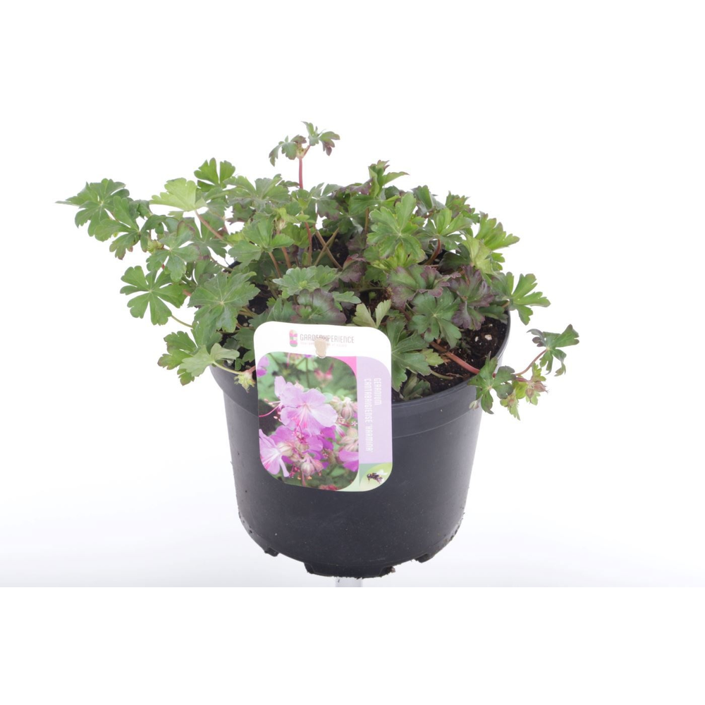 Geranium cant. Karmina.