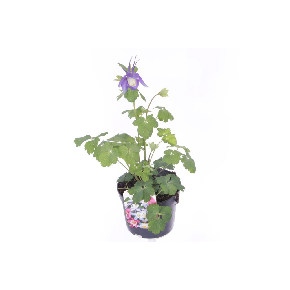 Aquilegia caer.Spring Magic Navy-Wh.