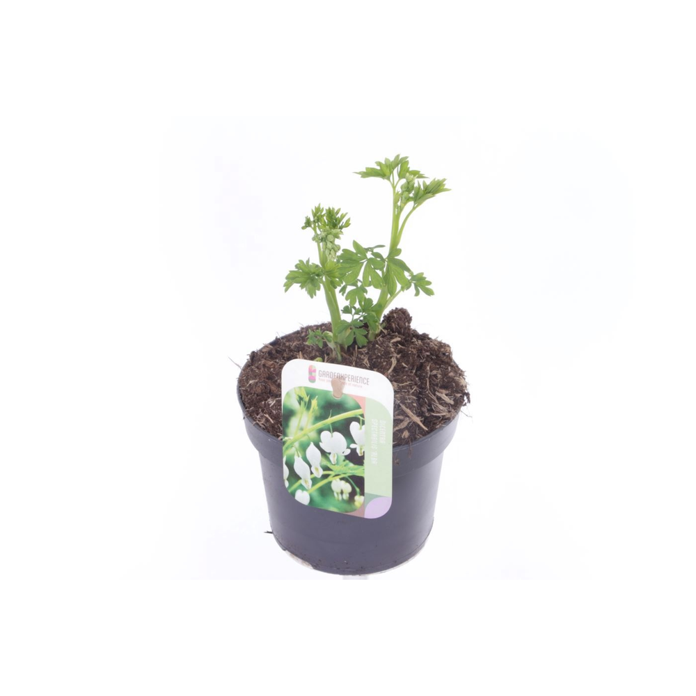 Dicentra spectabilis Alba.