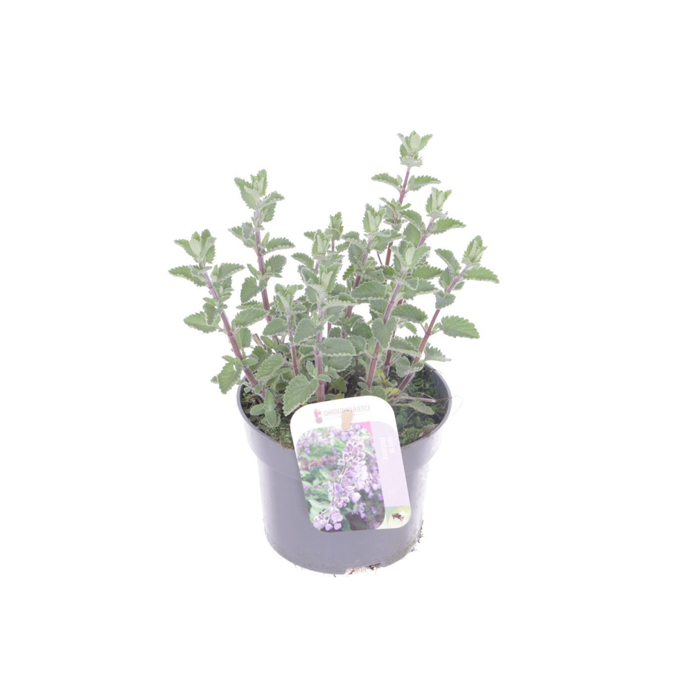Nepeta faassenii.