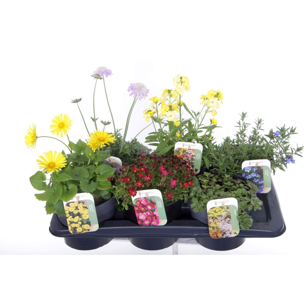 Vaste planten mix in tray.