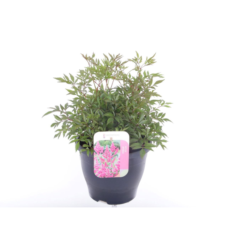 Astilbe arendsii Amerika.