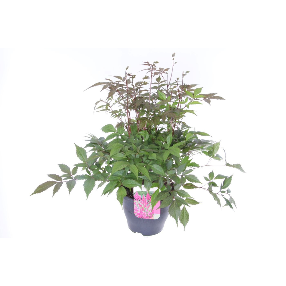 Astilbe arendsii Amerika.