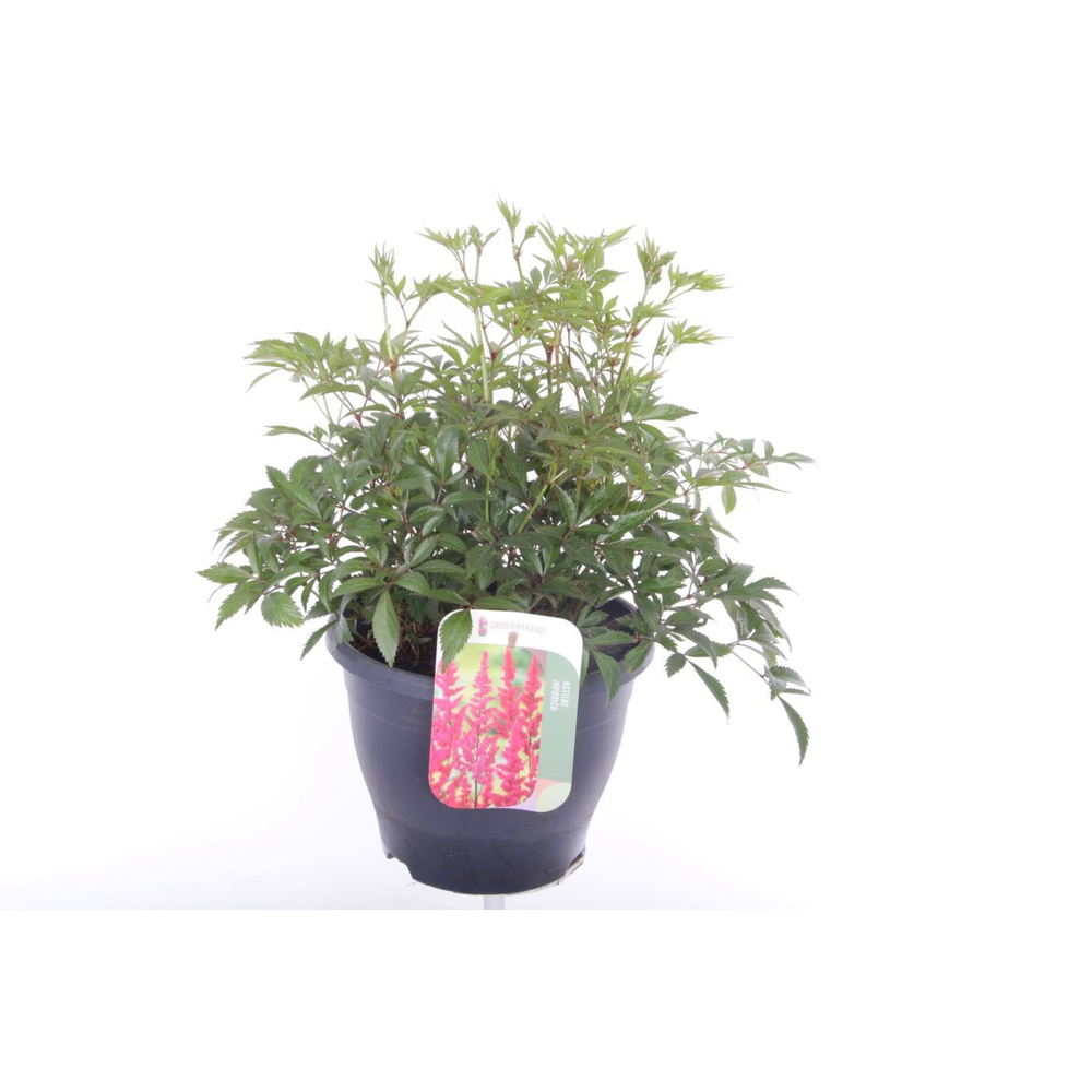 Astilbe arendsii Fanal.