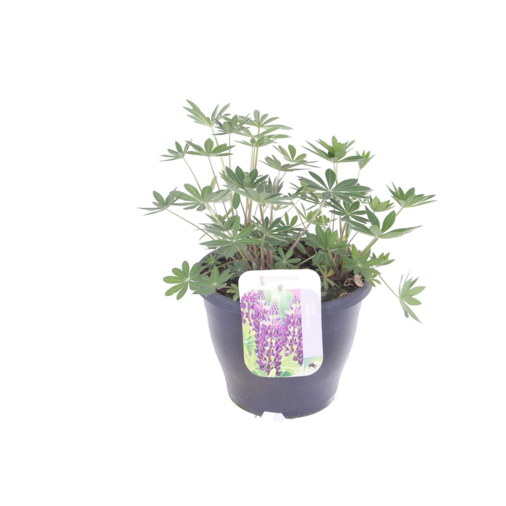 Lupinus Gallery Blue.