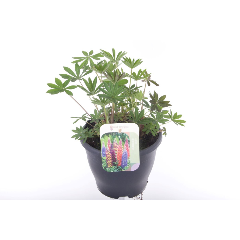 Lupinus Gallery Blue.