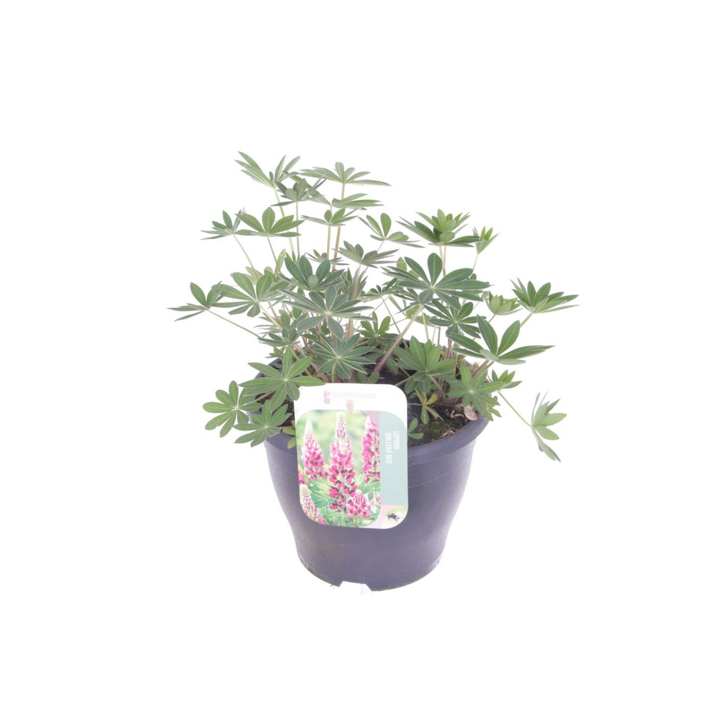 Lupinus Gallery Red.