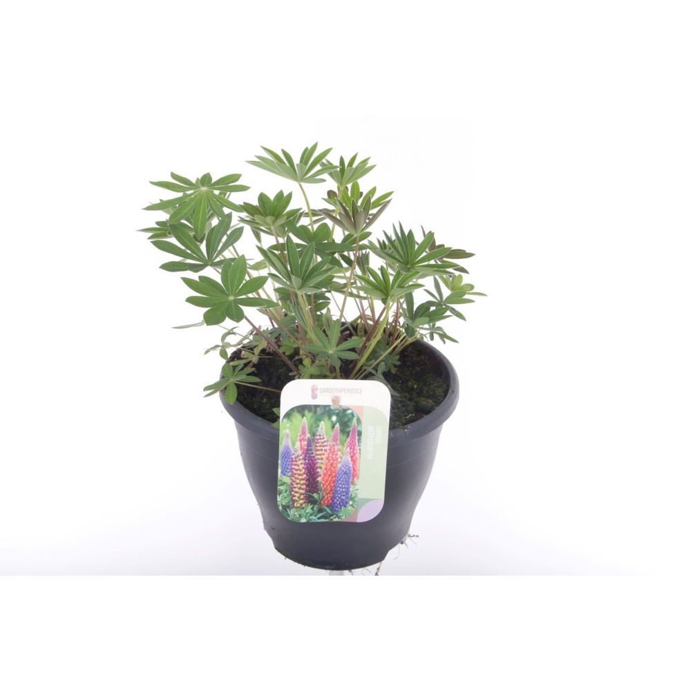 Lupinus Gallery Red.