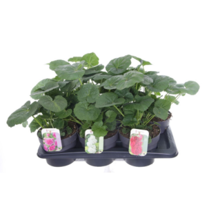 Alcea rosea Chart. Double Mix.