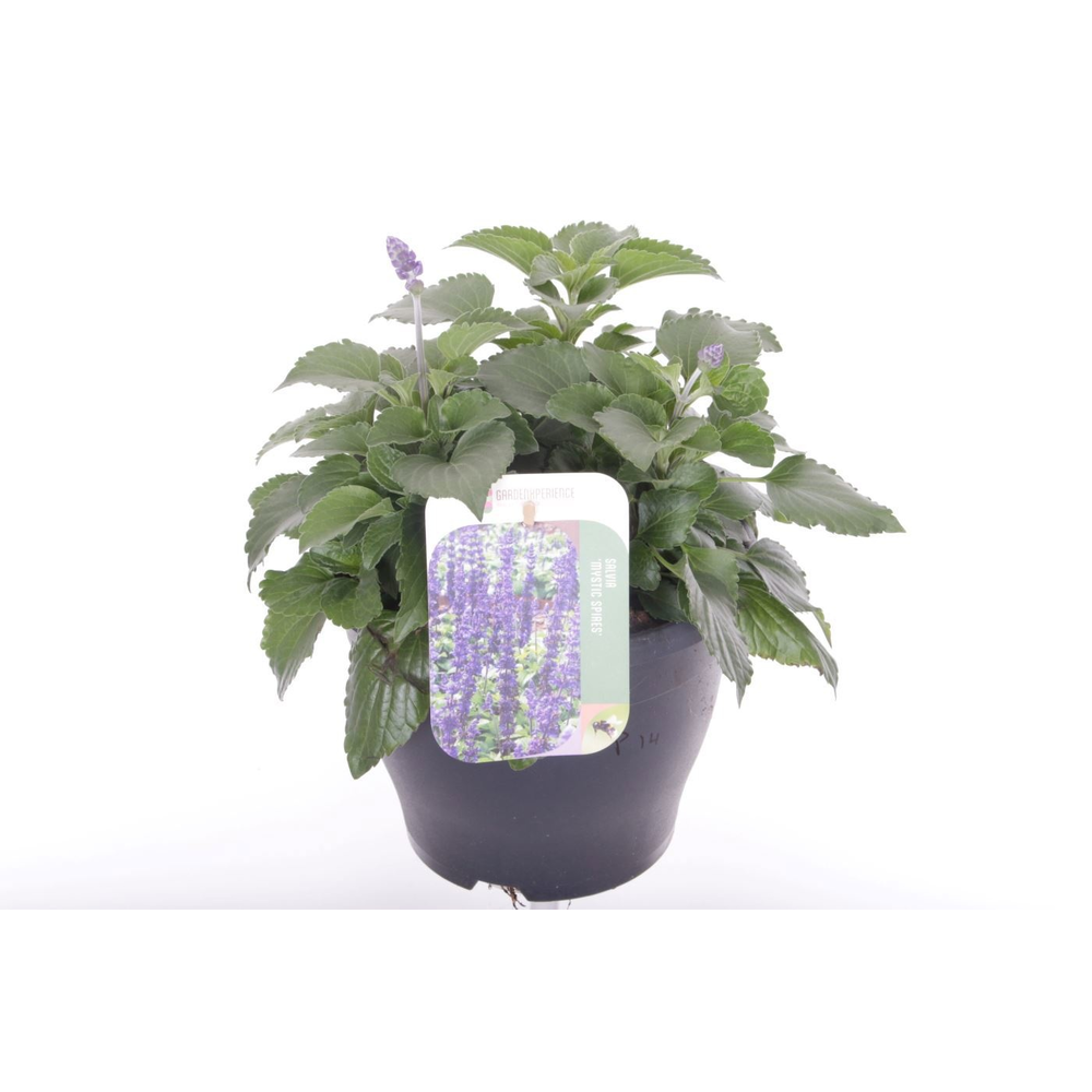Salvia Mystic Spires Blue.