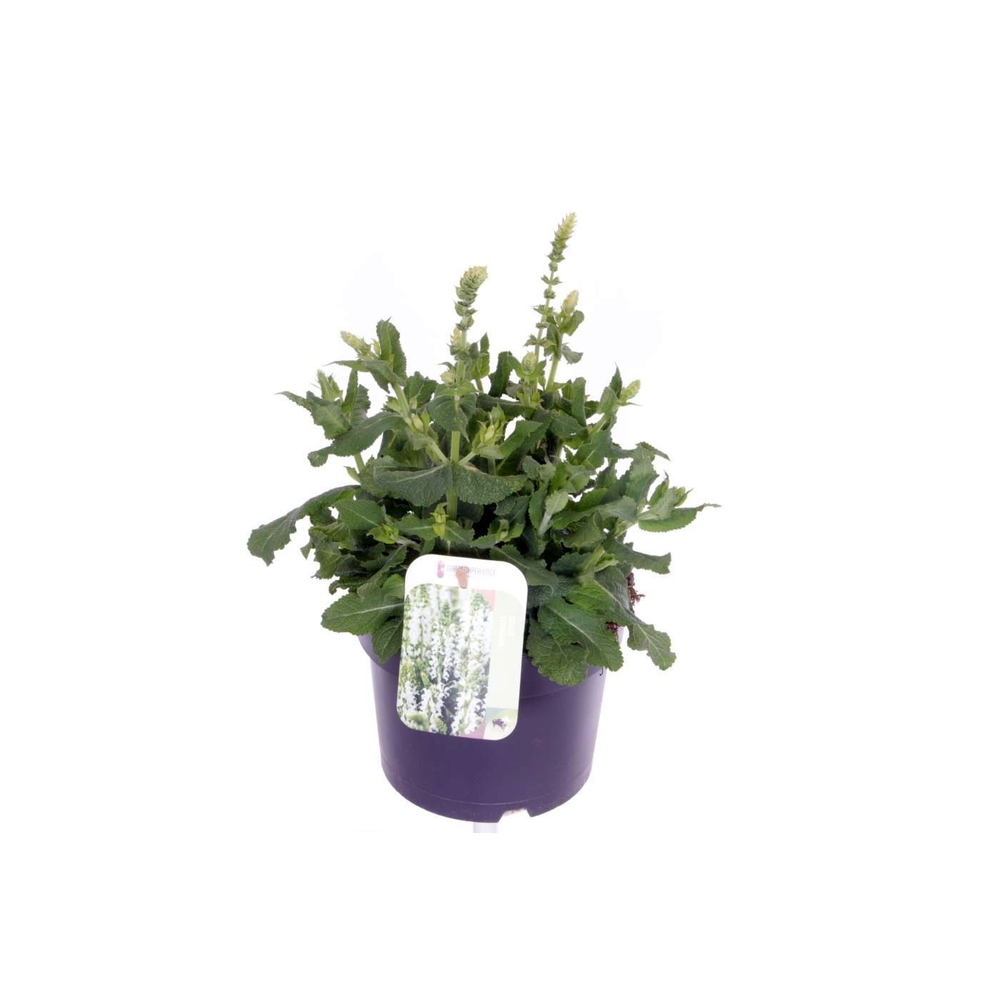 Salvia nemorosa Sensation White.