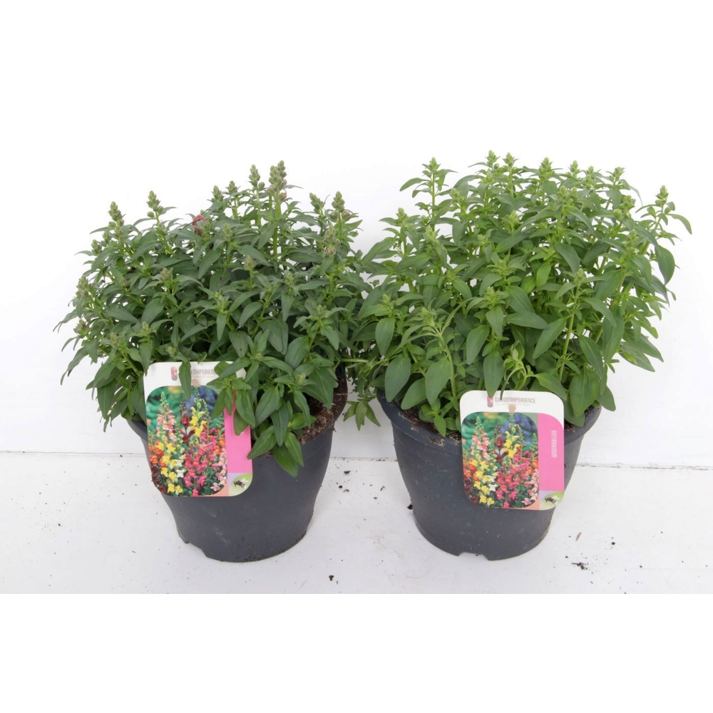 Antirrhinum majus mix.