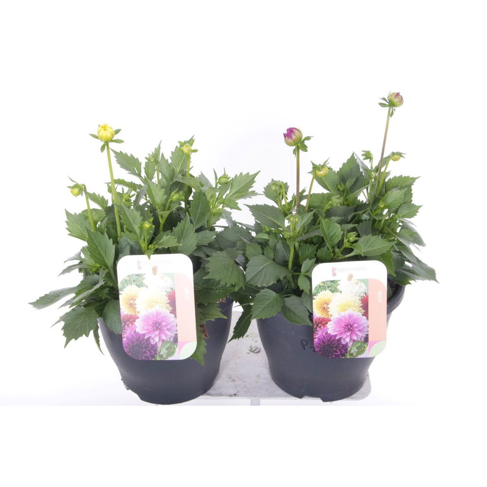 Dahlia Dalina max mix.