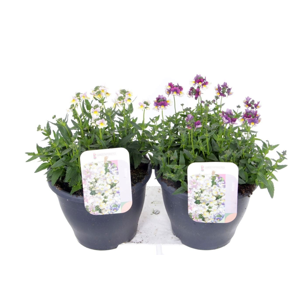 Nemesia mix.