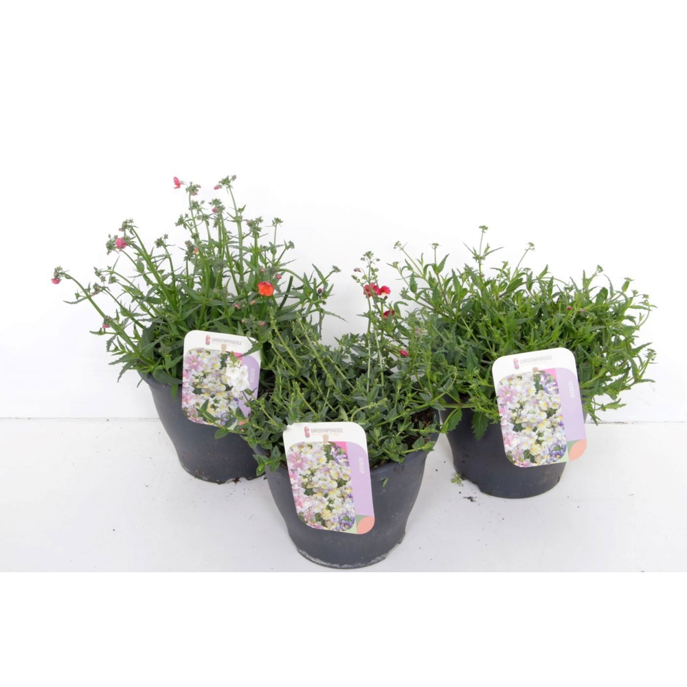 Nemesia mix.