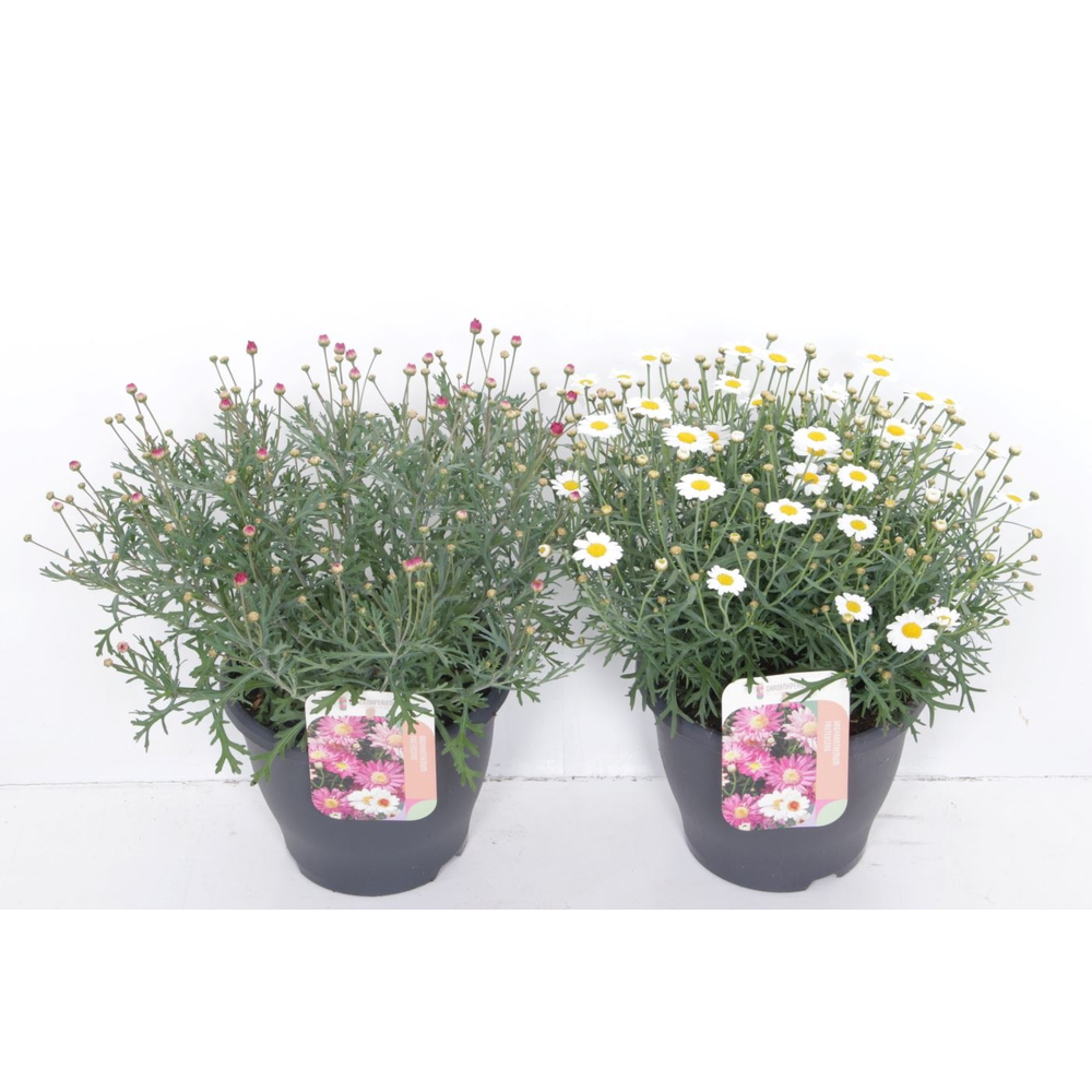 Argyranthemum frutescens mix.