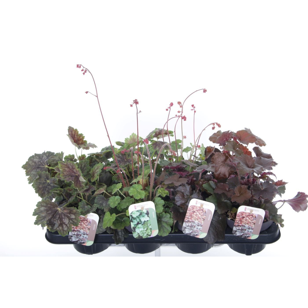 Heuchera mix.