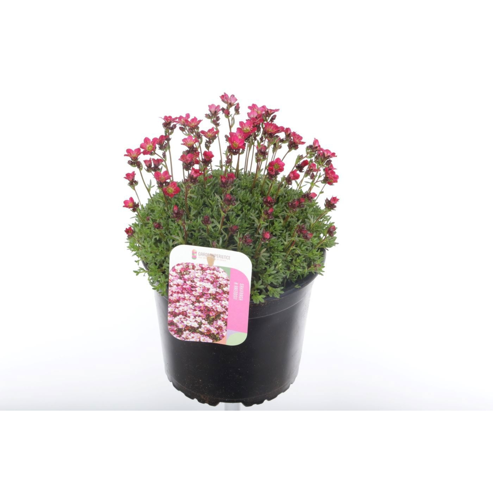 Saxifraga arendsii Peter Pan.