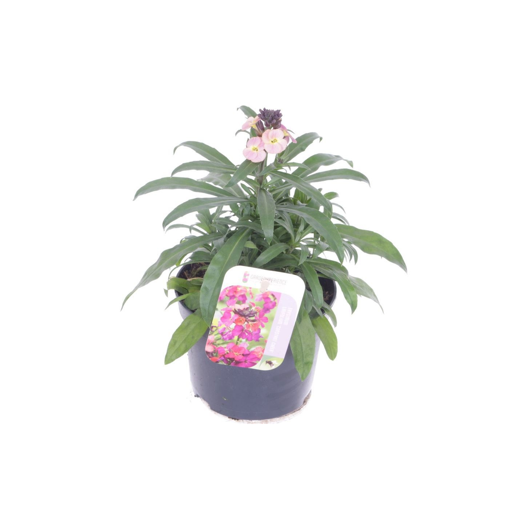 Erysimum Constant Cheer.