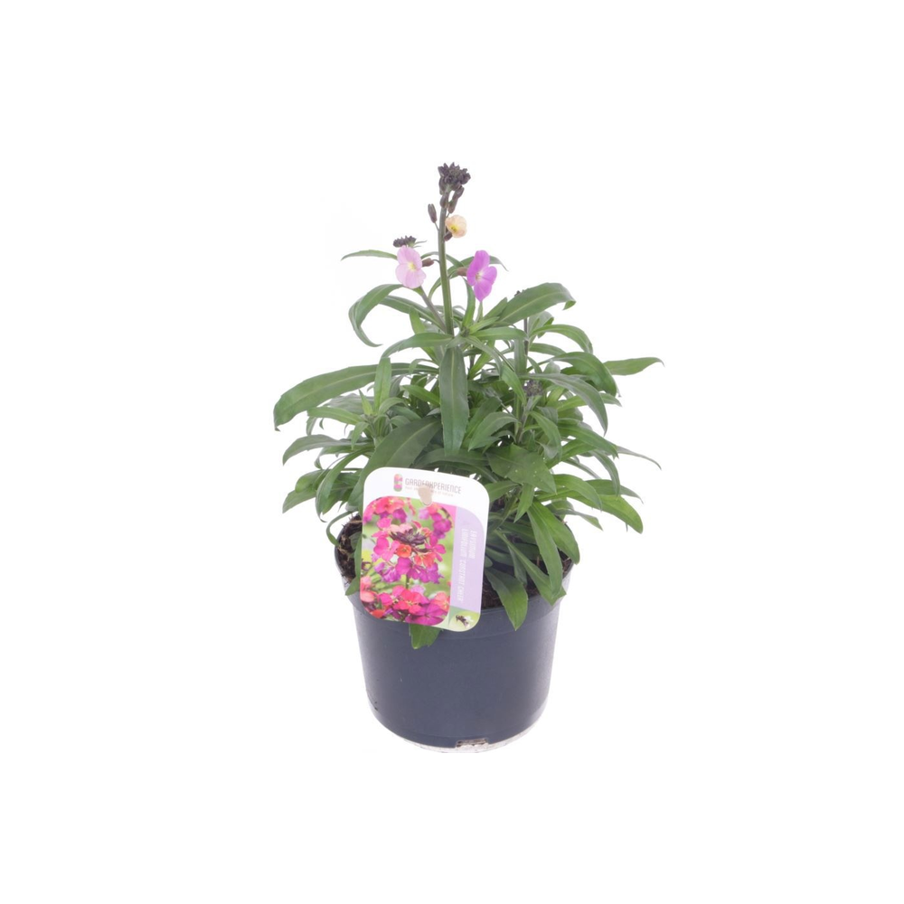 Erysimum Constant Cheer.