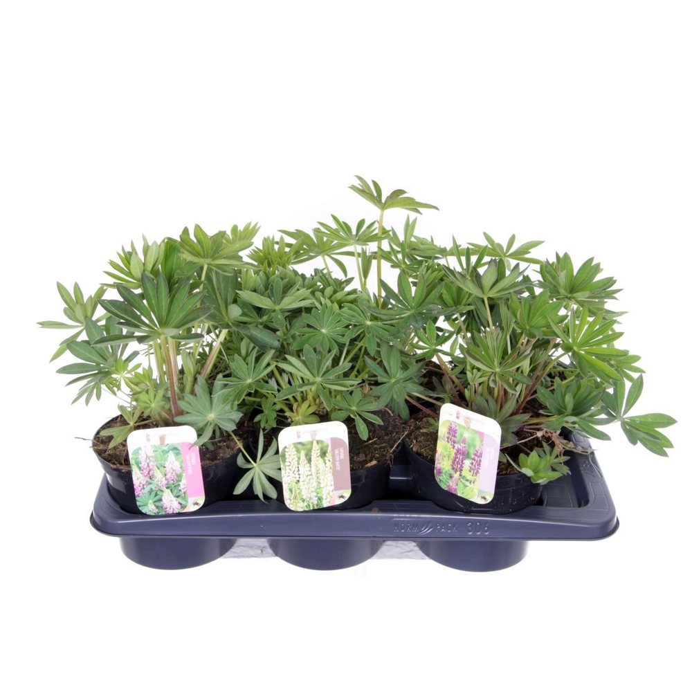 Lupinus Gallery mix.