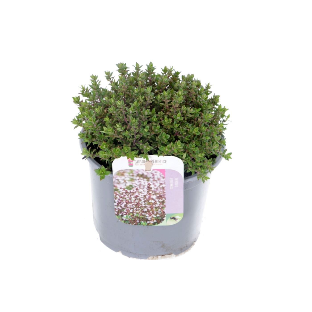 Thymus vulgaris Precompa.