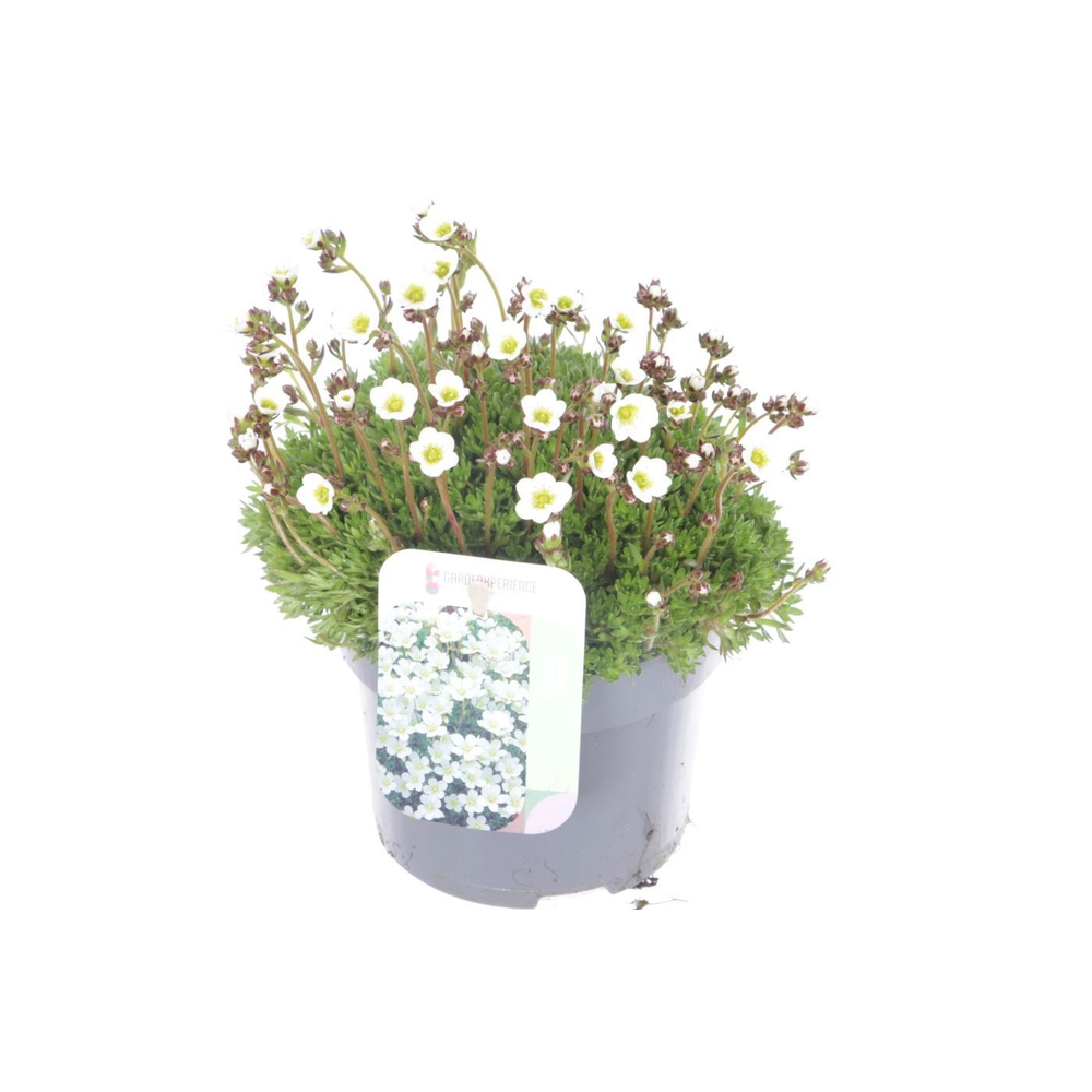Saxifraga Alpino white.