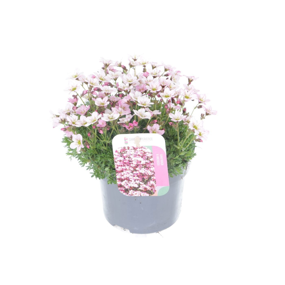 Saxifraga Arendsii Marto Rose.