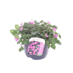 Elbrus terracotta Antik Choko Indoor.