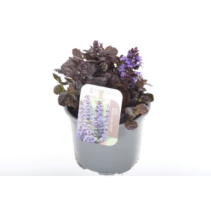 Ajuga reptans Black Scallop.