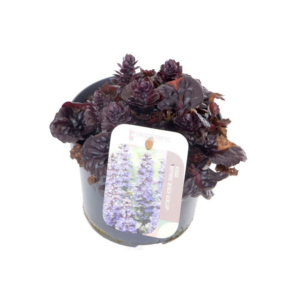 Ajuga reptans Black Scallop.