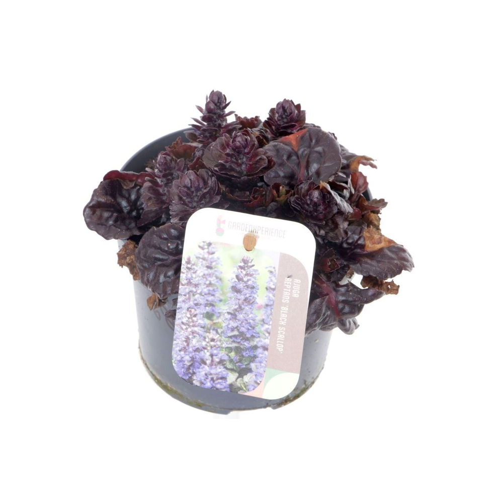 Ajuga reptans Black Scallop.