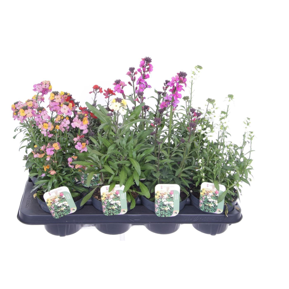 Erysimum linifolium mix.