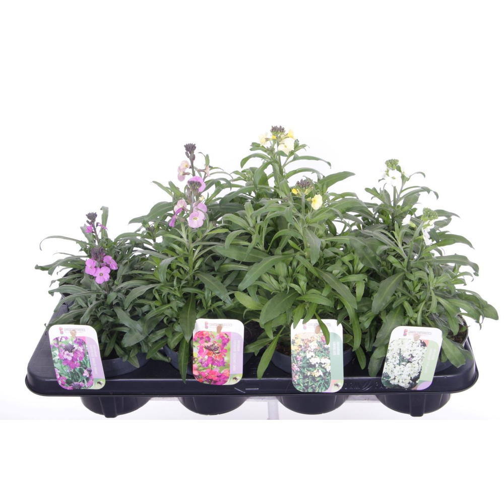 Erysimum linifolium mix.