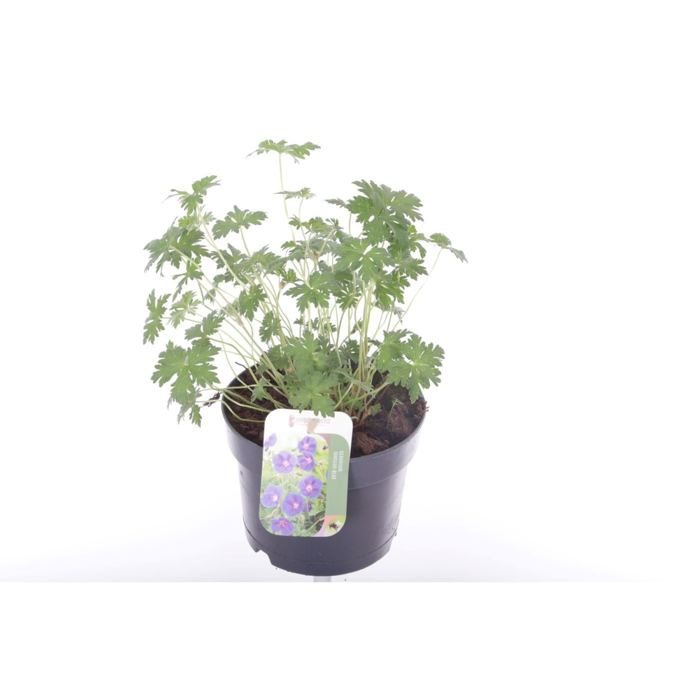 Geranium Johnsons Blue.