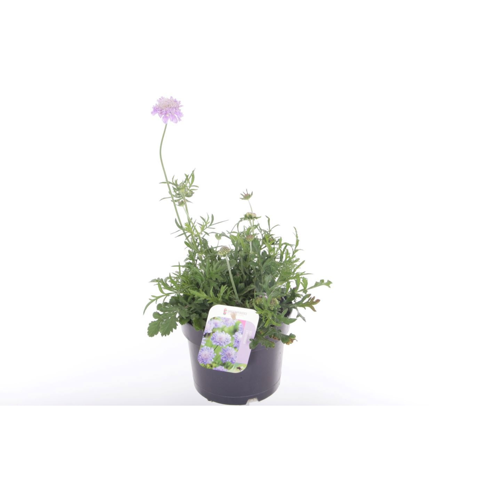 Scabiosa columbaria Butterfly Blue.