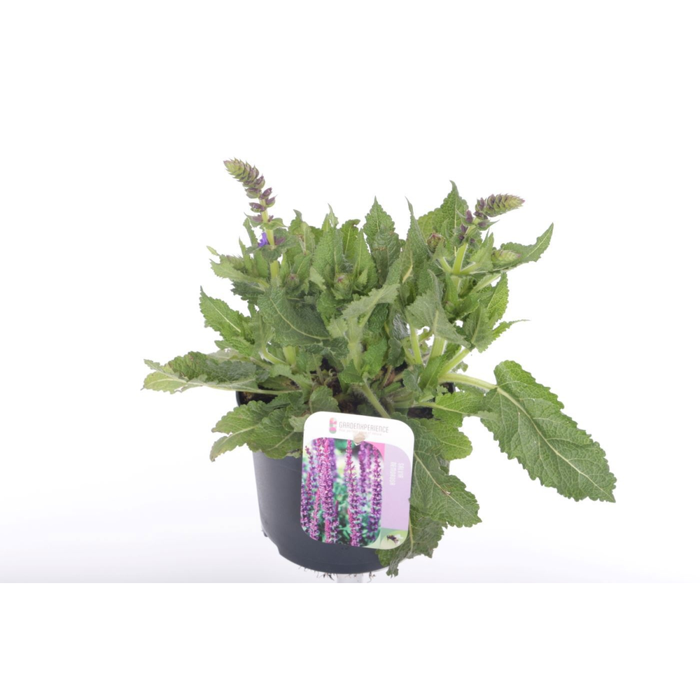 Salvia sylv. april night.