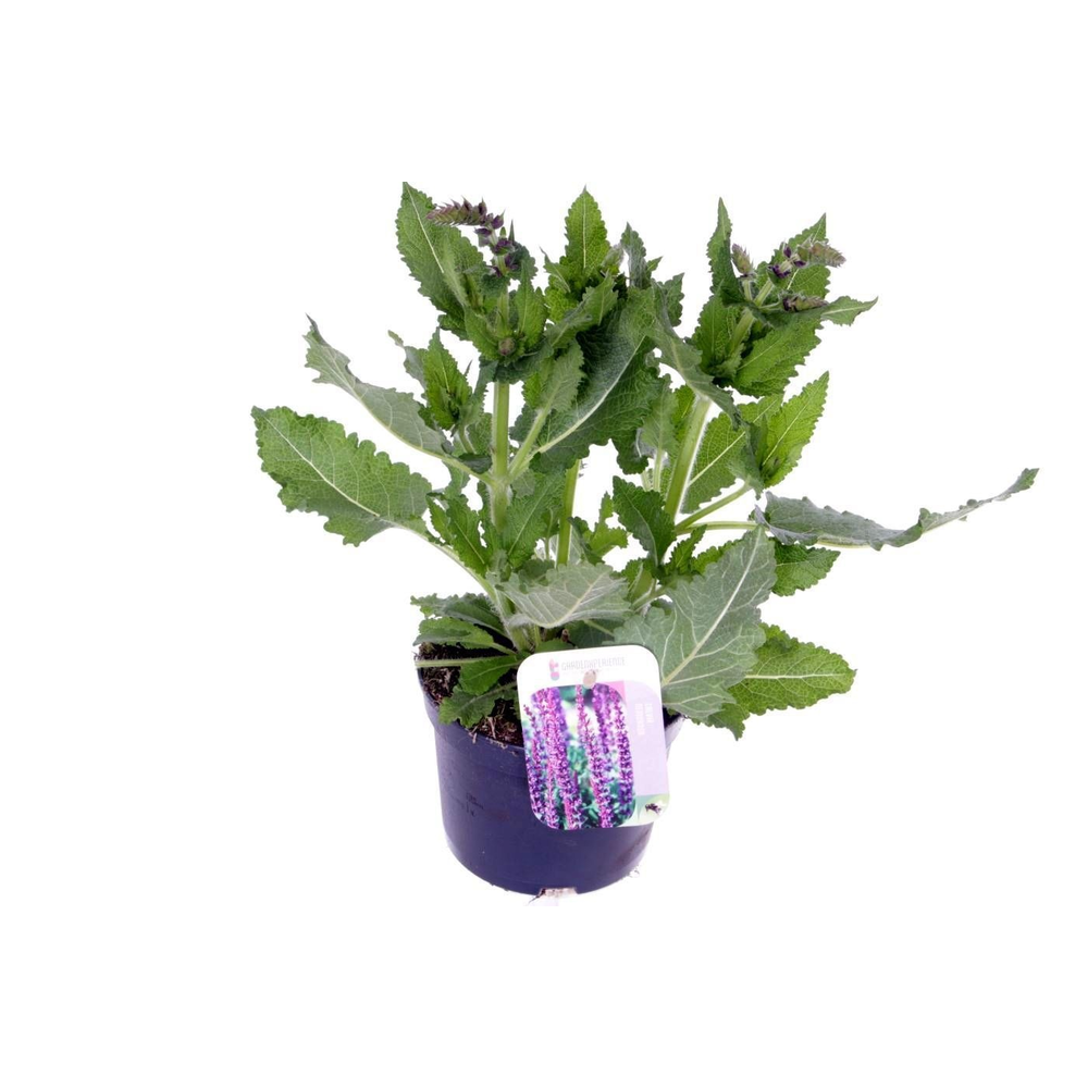 Salvia sylv. april night.