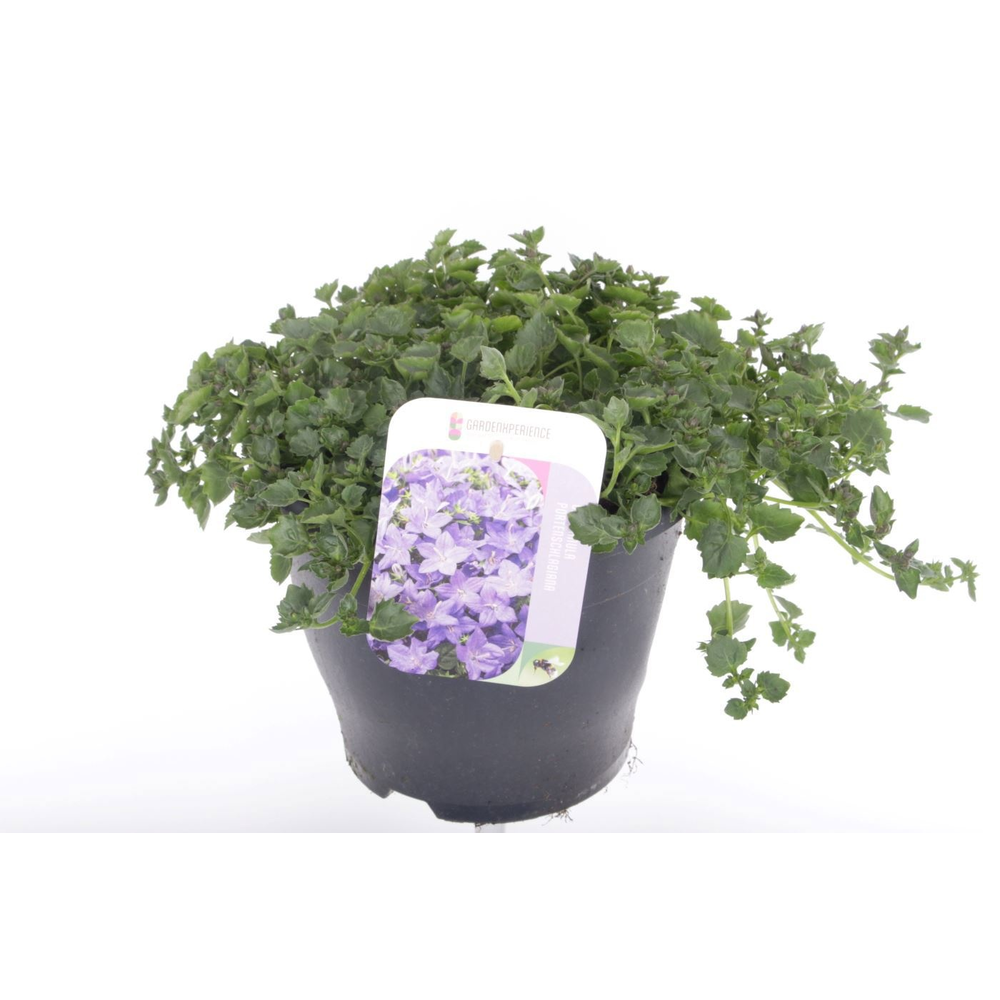 Campanula port. Campala Iris.