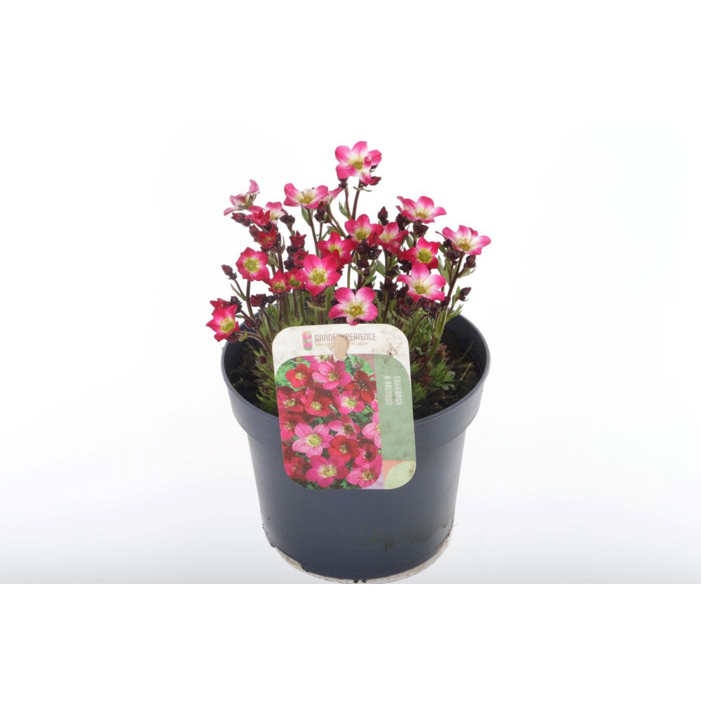 Saxifraga Arendsii Marto Picotee Re.