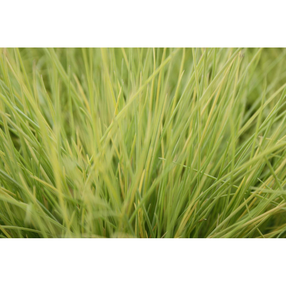 Festuca glauca AmiGold®.