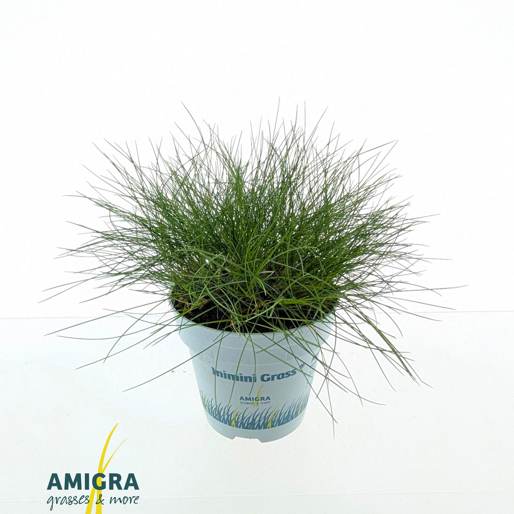 Festuca gautieri AmiGreen®.