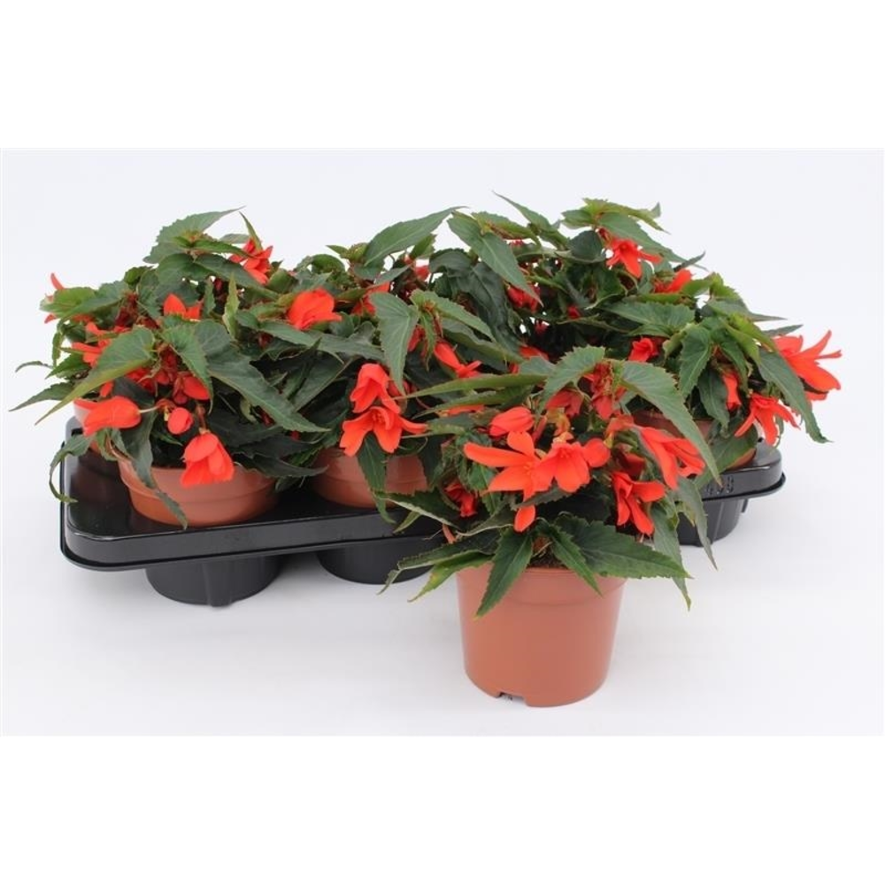 Begonia Waterfall Orange.