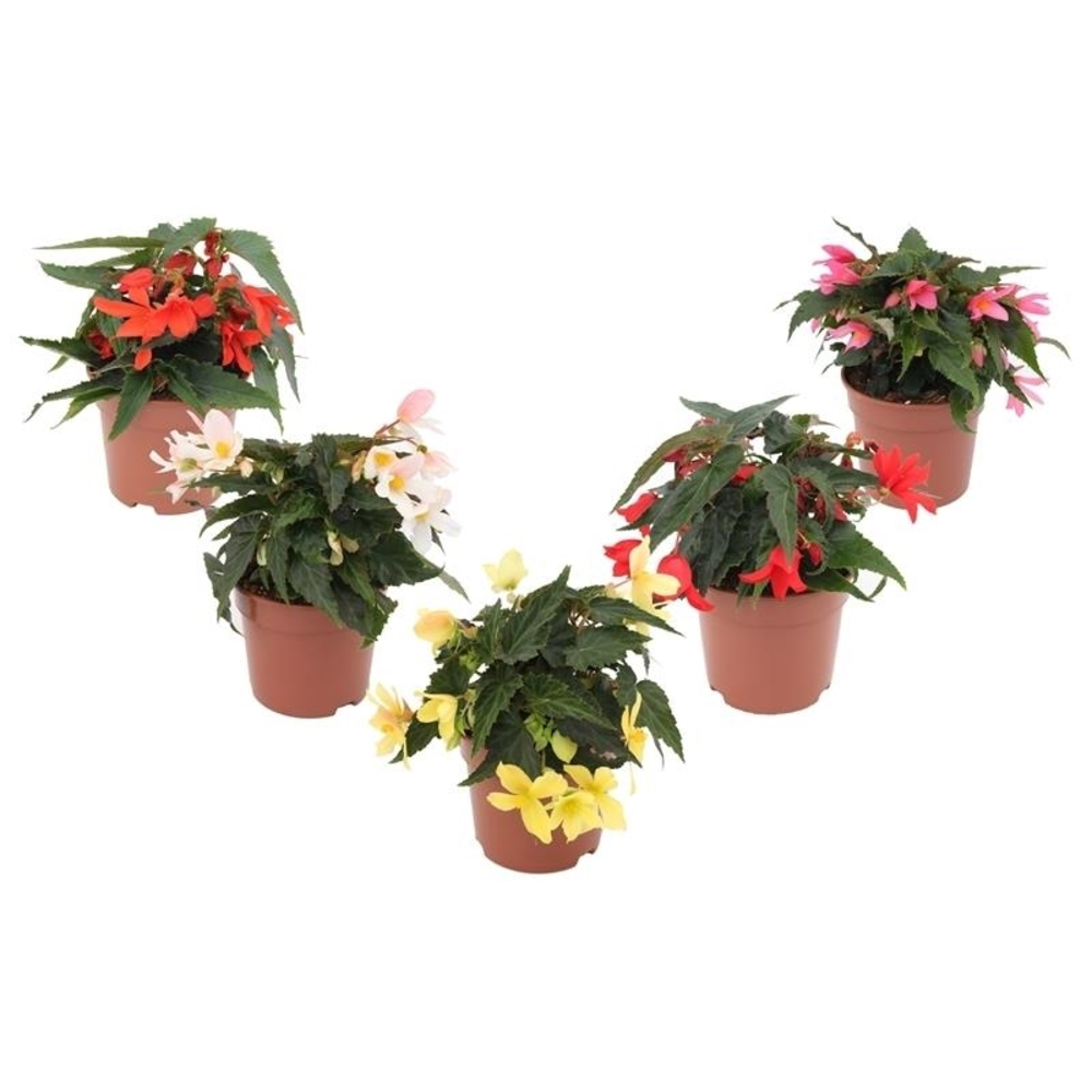 Begonia Waterfall Mix Layer.