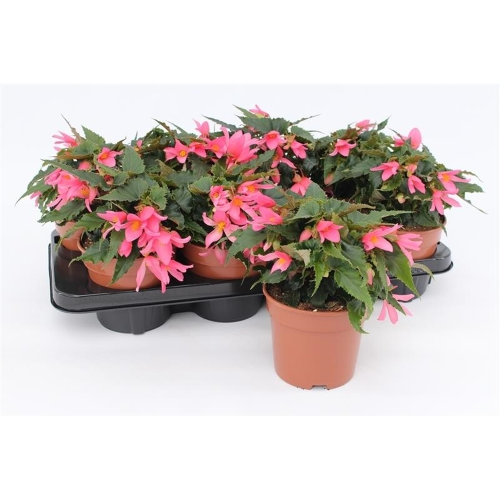 Begonia Waterfall Pink.
