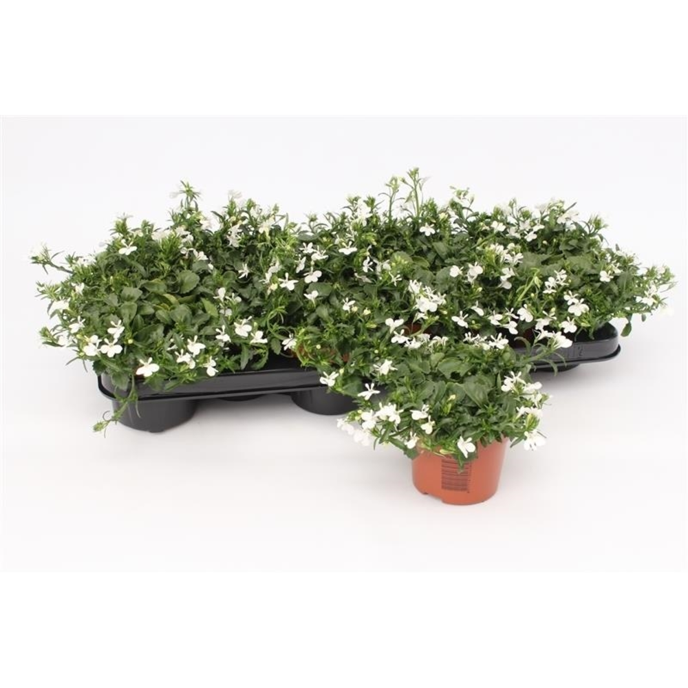 Lobelia Richardii White.