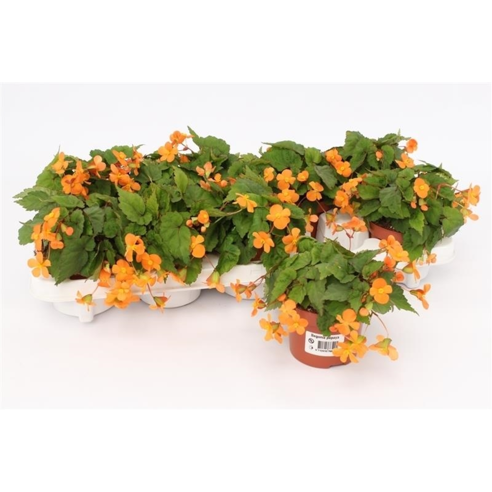 Begonia Papaya.