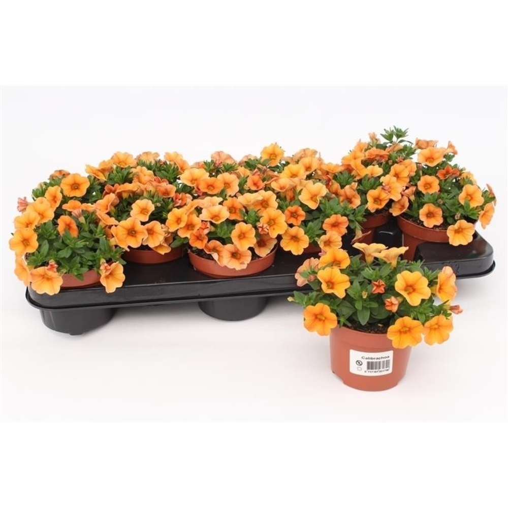 Calibrachoa Orange.